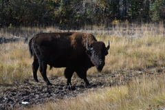 Bison bison athabascae