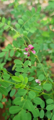 Indigofera vicioides image