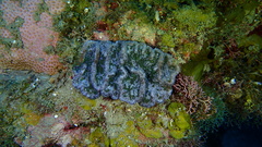 Mycetophyllia
