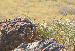 Trachylepis occidentalis