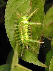 Phocoderma velutina