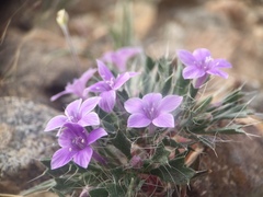 Langloisia setosissima