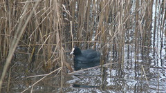 Fulica atra