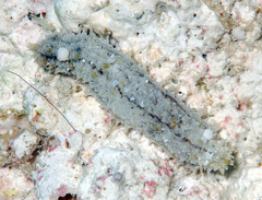 Actinopoda