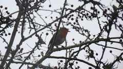 Erithacus rubecula