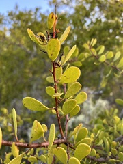 Maytenus phyllanthoides