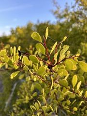 Maytenus phyllanthoides