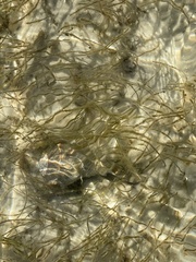 Sinistrofulgur sinistrum