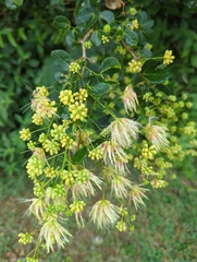 Pithecellobium unguis-cati