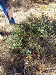 Sideroxylon rufohirtum