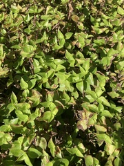 Callisia repens