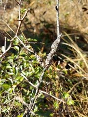 Sideroxylon rufohirtum