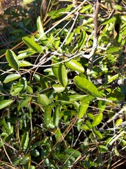 Sideroxylon rufohirtum