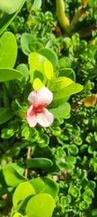 Barleria repens