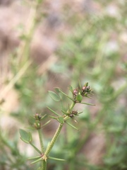 Fagonia pachyacantha