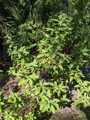 Pluchea carolinensis