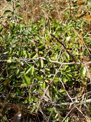 Sideroxylon rufohirtum