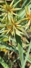 Cyperus crassipes image