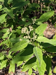 Pluchea carolinensis