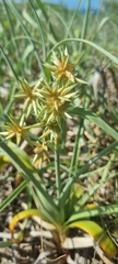 Cyperus crassipes image