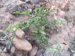 Fagonia pachyacantha