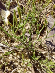Selaginella arenicola