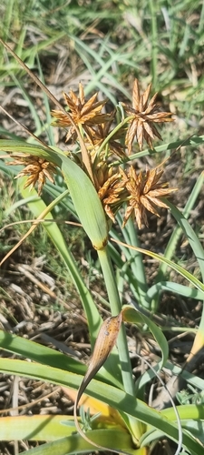 Cyperus crassipes image