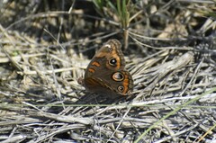 Junonia neildi varia