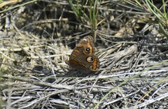 Junonia neildi varia