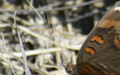Junonia neildi varia