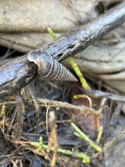 Cerithideopsis californica