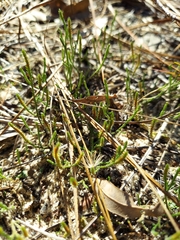 Selaginella arenicola