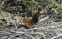 Junonia neildi varia