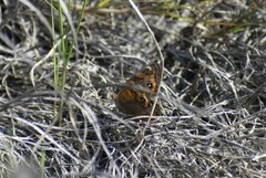 Junonia neildi varia