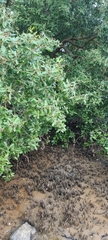 Avicennia marina