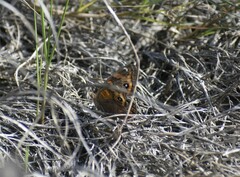 Junonia neildi varia