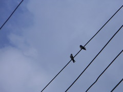 Pygochelidon cyanoleuca