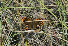 Junonia neildi varia