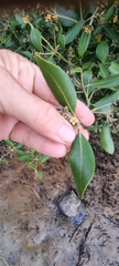 Avicennia marina