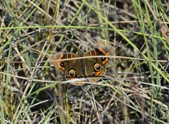 Junonia neildi varia