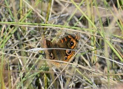 Junonia neildi varia