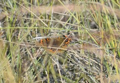 Junonia neildi varia