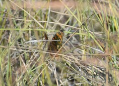 Junonia neildi varia