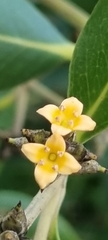 Avicennia marina