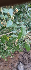 Avicennia marina
