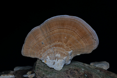 Trametes modesta