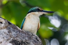 Todiramphus sanctus canacorum