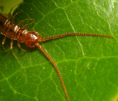 Chilopoda