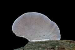 Trametes modesta