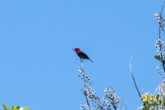Myzomela cardinalis